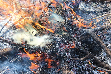 Image showing Fire in the field