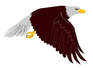 Image showing Bald Eagle Flying