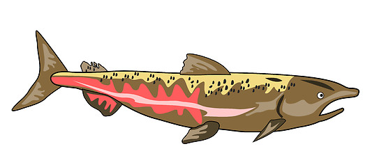 Image showing Chinook Salmon Fish Retro