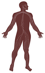 Image showing Male Human Anatomy Nervous System