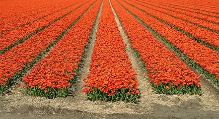 Image showing tulip field-panorma