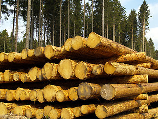 Image showing forestry