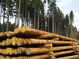 Image showing forestry