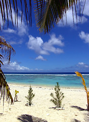 Image showing Plants on Tropical Beach