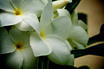 Image showing White Plumeria