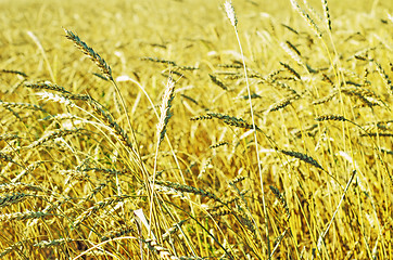 Image showing wheat field