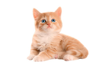 Image showing Orange Kitten with Blue Eyes