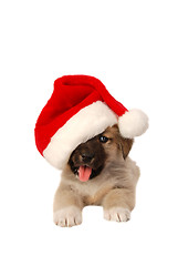 Image showing Cute Puppy In a Christmas Hat - holiday theme