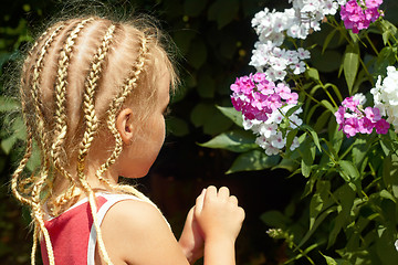 Image showing Little girl near the Hesperis plant