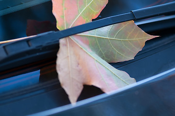 Image showing Autumn maple leaf on the windshield