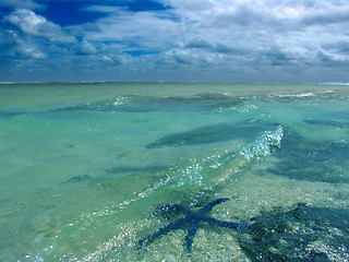 Image showing Starfish in Water
