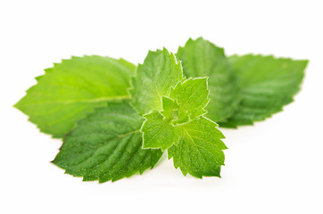 Image showing Fresh leaves of mint