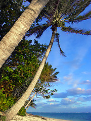 Image showing Classic Palms