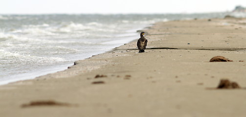 Image showing abstract view of a cormoran on the beach