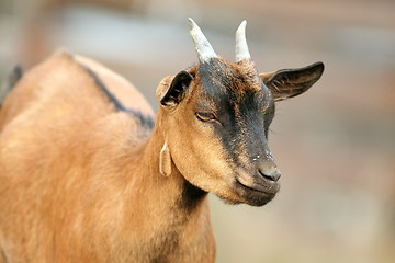 Image showing brown goat closeup