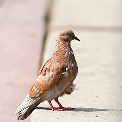 Image showing brown pigeon standing on the alley