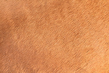 Image showing brown texture of horse hair