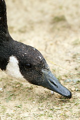 Image showing canadian goose searching for food