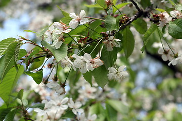 Image showing cherry leaves in spring