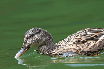Image showing closeup of mallard duck searching food
