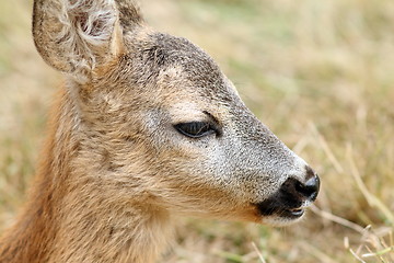 Image showing closeup portrait of a baby roe deer