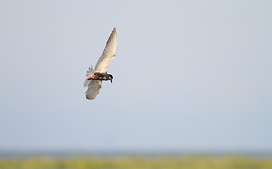 Image showing common tern flying over swamps