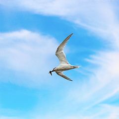 Image showing common tern with fish in its beak