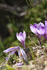 Image showing crocus sativus growing in early spring