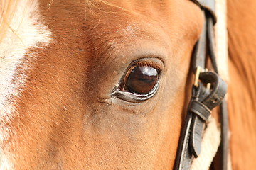 Image showing detail of horse eye