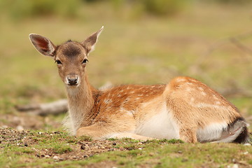 Image showing fallow deer hind