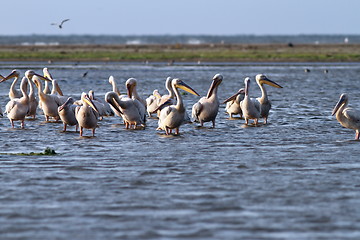Image showing flock of pelicans standing  in shallow water