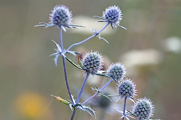 Image showing flowering thistles
