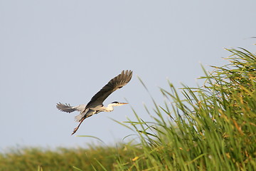 Image showing gray heron in flight over swamps