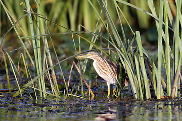 Image showing juvenile night heron