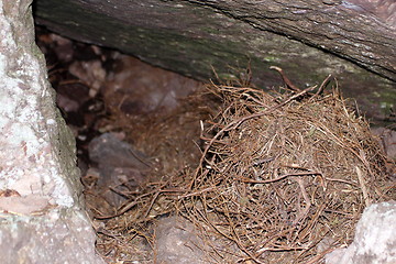 Image showing real bear den