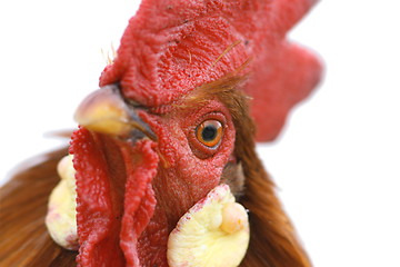 Image showing portrait of a beautiful rooster