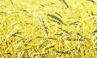 Image showing wheat field