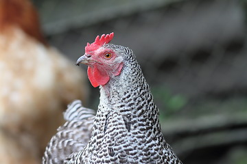 Image showing striped hen in the farmyard