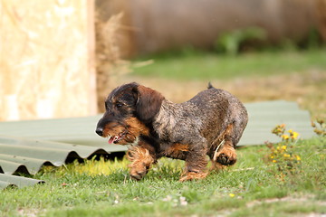 Image showing tekkel training for hunt