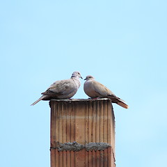 Image showing turtledoves on chimney