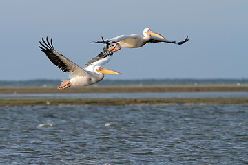 Image showing two great pelicans in flight over the lagoon