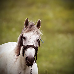 Image showing white horse vintage portrait