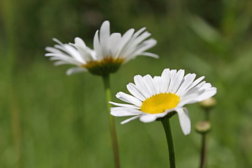 Image showing wild daisy closeup