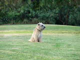 Image showing cute dog in the park