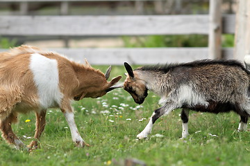 Image showing young animals fighting at the farm