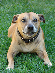 Image showing staffi pure breed dog