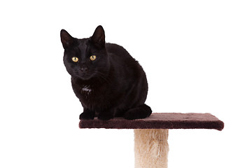 Image showing Black cat with a scratch pole 