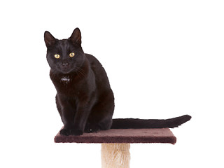 Image showing Black cat with a scratch pole 