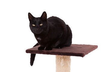 Image showing Black cat with a scratch pole 