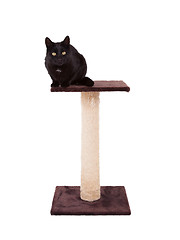 Image showing Black cat with a scratch pole 